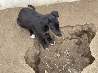 黒ボルゾイの子犬 穴掘り中