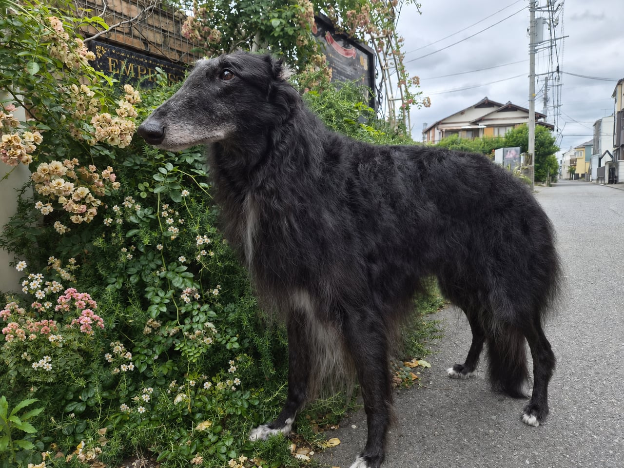 黒ボルゾイ 花の前で横顔
