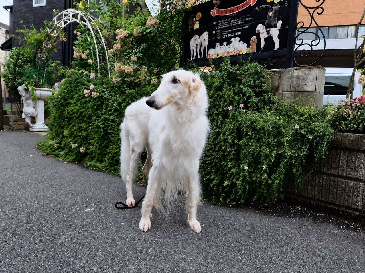 白ボルゾイ 犬舎の前で