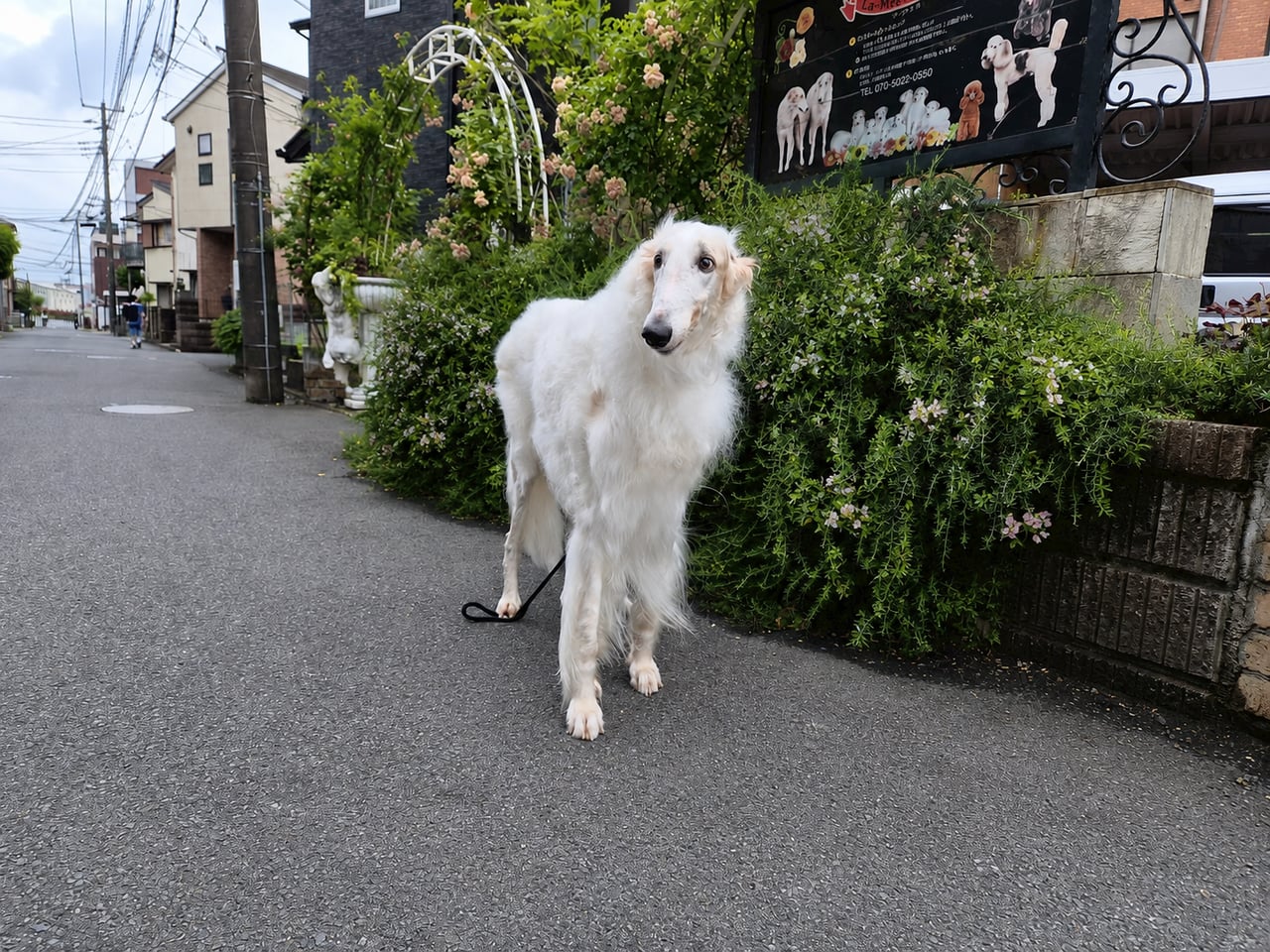 白ボルゾイ こちらを向いて