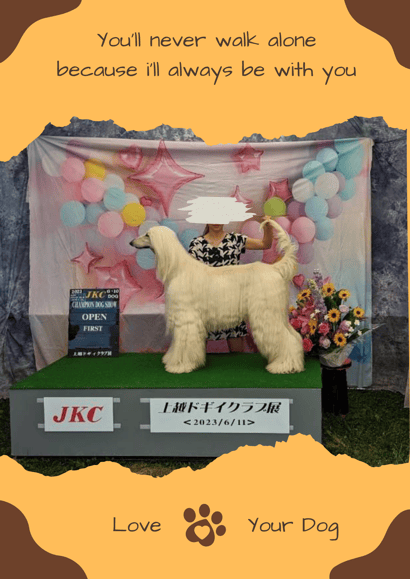 ドッグショー 写真10