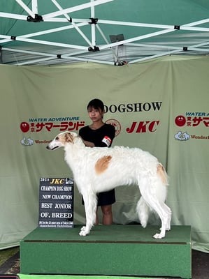 ドッグショー 写真11
