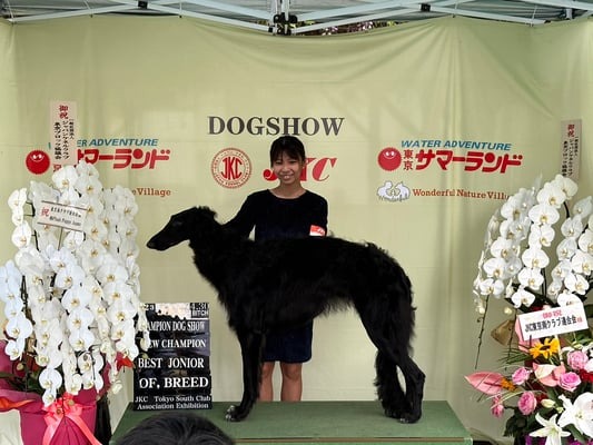 ドッグショー 写真12