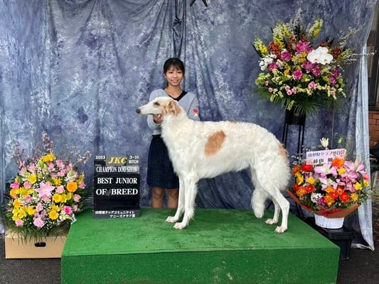 ドッグショー 写真13