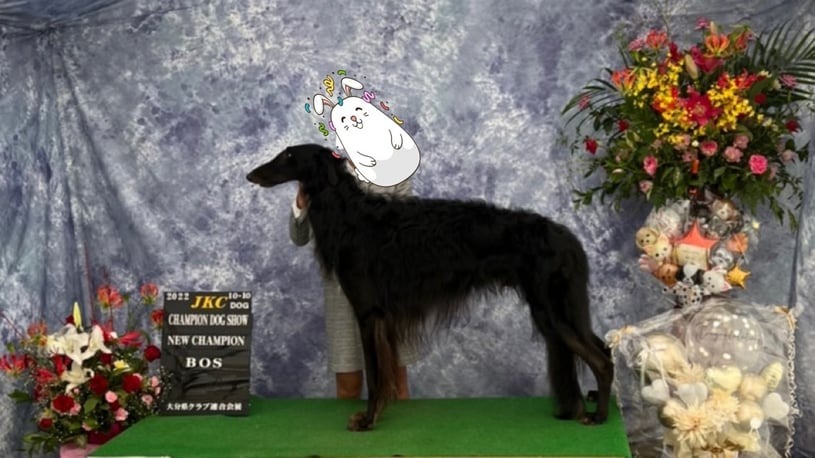 ドッグショー 写真15