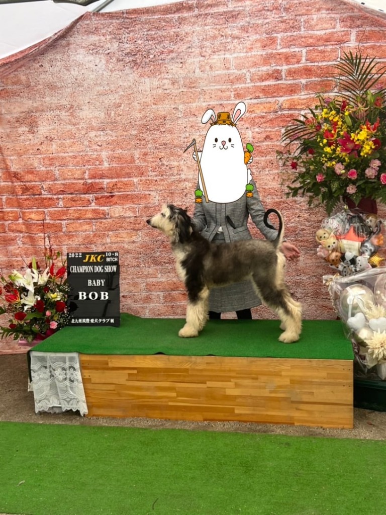 ドッグショー 写真18
