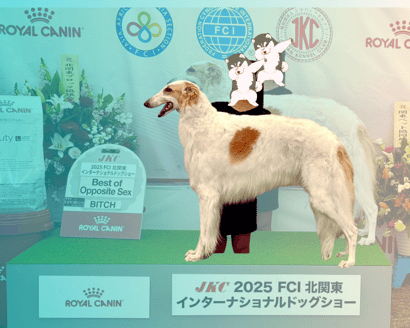 ドッグショー 写真2