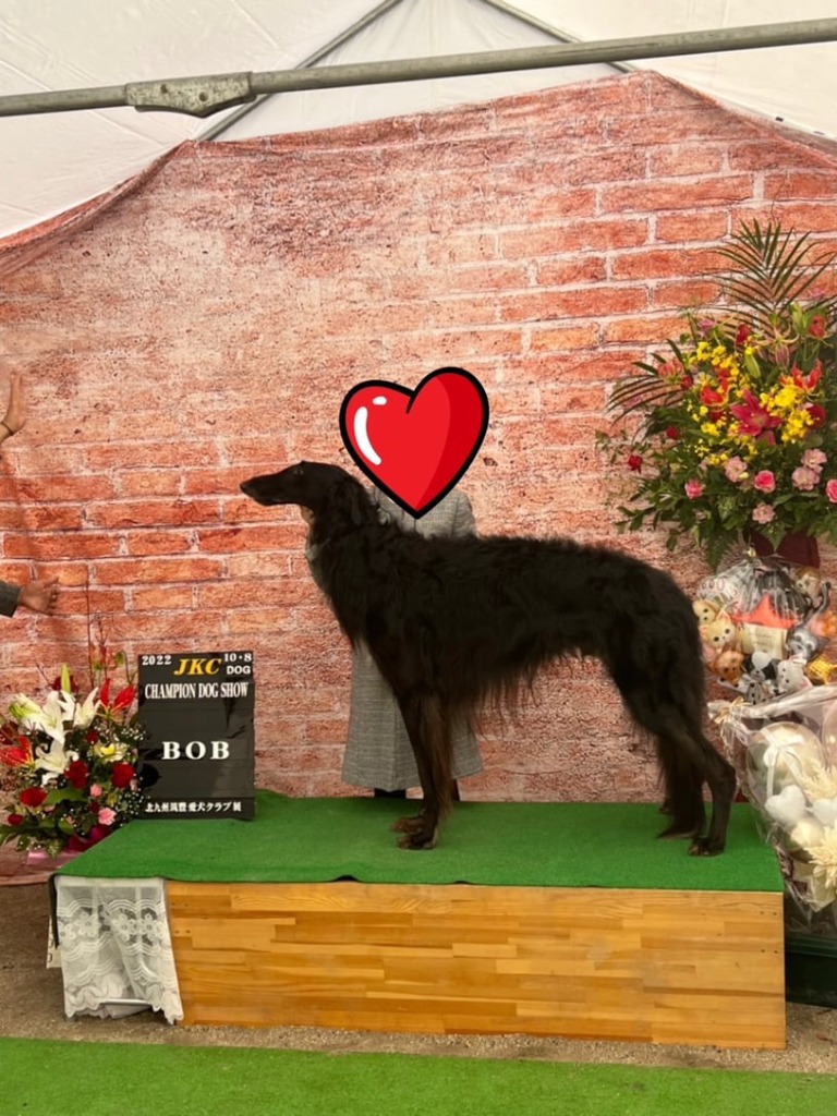 ドッグショー 写真19