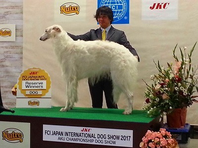 ドッグショー 写真24