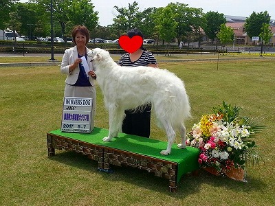 ドッグショー 写真27