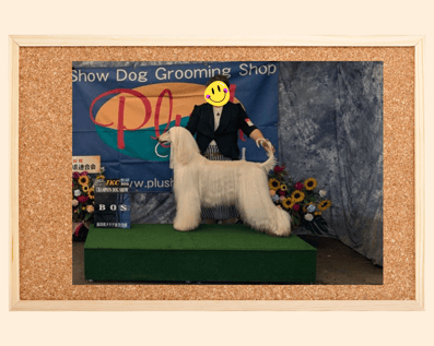 ドッグショー 写真3