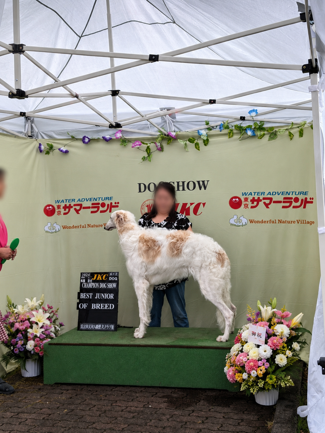 アル Best Junior of Breed - JKC 2024