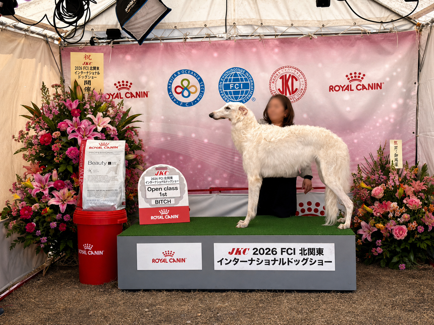 ジュリア Open Class 1st Bitch - JKC 2026 FCI北関東