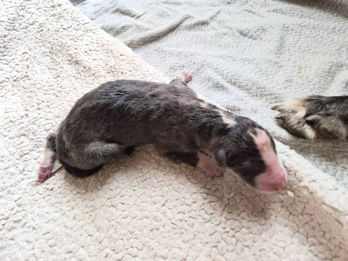 黒ボルゾイ子犬 写真2