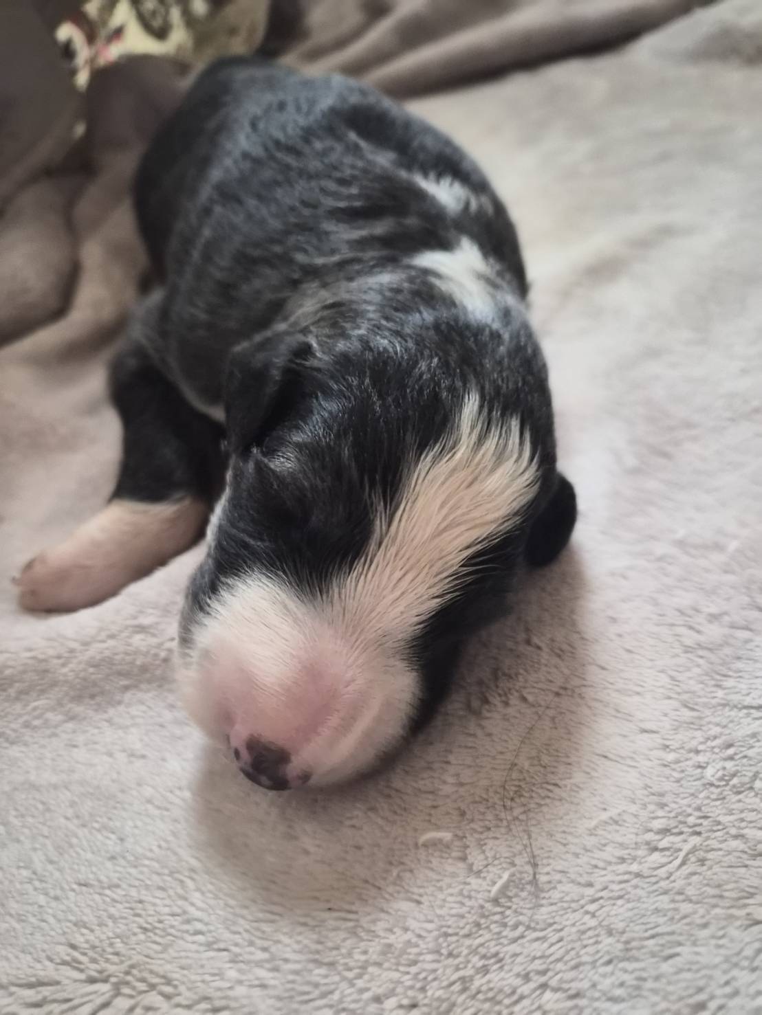 黒ボルゾイ子犬 写真3